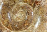 Polished, Jurassic Ammonite - Madagascar #72881-1